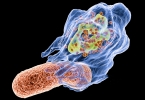 美科学家确认癌细胞可“远程缴械”免疫系统 