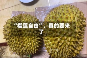 “榴莲自由”，真的要来了