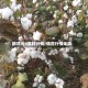 棉花云9实时行情/棉花行情走势