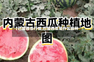 【巴盟西瓜行情,巴盟西瓜是什么品种】