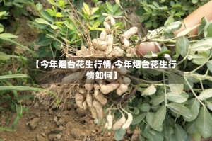 【今年烟台花生行情,今年烟台花生行情如何】