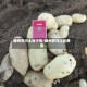 滕州界河土豆行情/滕州界河土豆费用