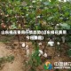 山东棉花费用行情趋势(山东棉花费用今日费用)