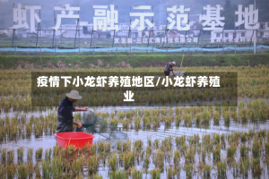 疫情下小龙虾养殖地区/小龙虾养殖业