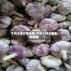 今日大蒜行情走势/今日大蒜行情走势最新