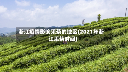 浙江疫情影响采茶的地区(2021年浙江采茶时间)-第1张图片