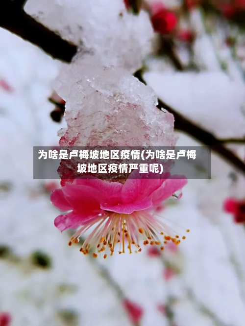 为啥是卢梅坡地区疫情(为啥是卢梅坡地区疫情严重呢)-第1张图片