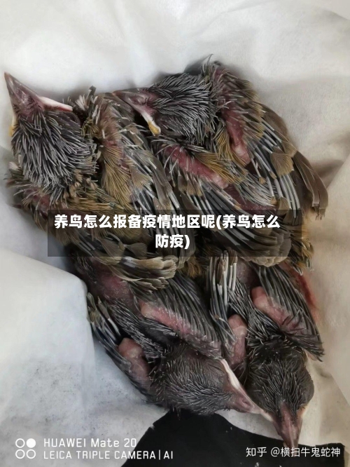 养鸟怎么报备疫情地区呢(养鸟怎么防疫)-第1张图片