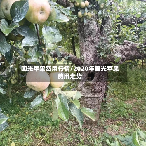 国光苹果费用行情/2020年国光苹果费用走势-第1张图片
