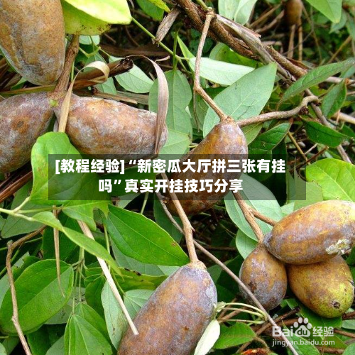 [教程经验]“新密瓜大厅拼三张有挂吗	”真实开挂技巧分享-第1张图片