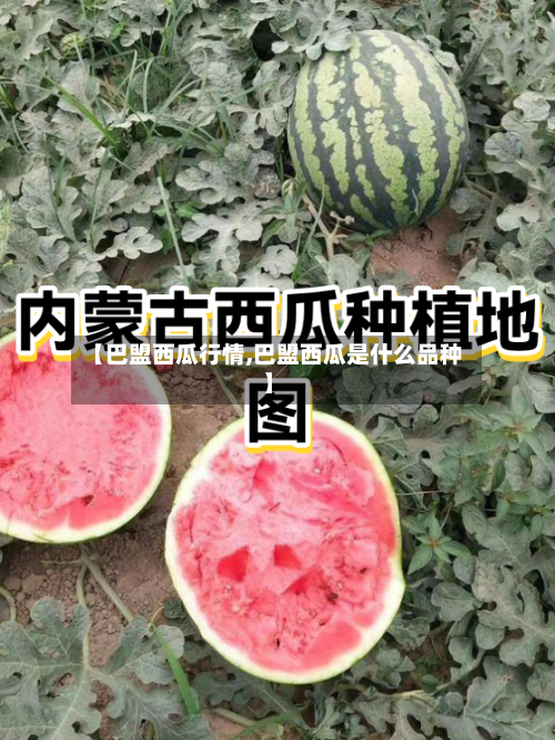 【巴盟西瓜行情,巴盟西瓜是什么品种】-第1张图片