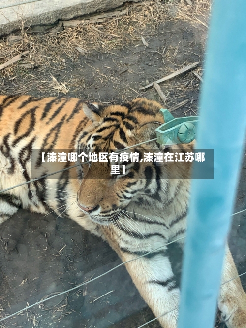 【溱潼哪个地区有疫情,溱潼在江苏哪里】-第1张图片