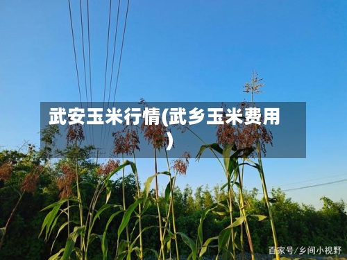 武安玉米行情(武乡玉米费用)-第1张图片