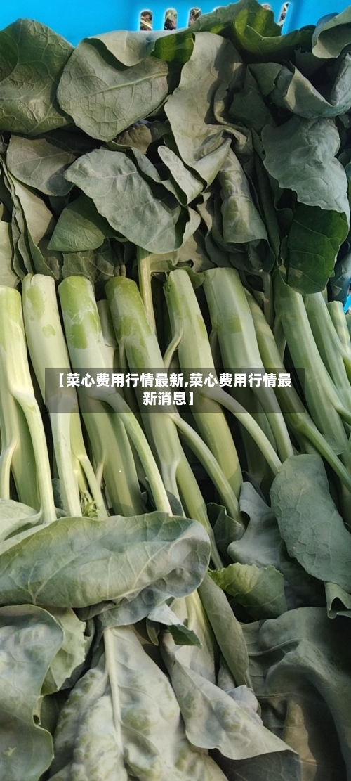 【菜心费用行情最新,菜心费用行情最新消息】-第1张图片
