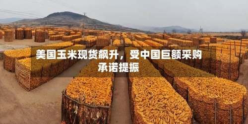 美国玉米现货飙升，受中国巨额采购承诺提振-第1张图片