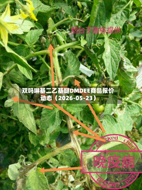 双吗啉基二乙基醚DMDEE商品报价动态（2026-05-23）-第1张图片