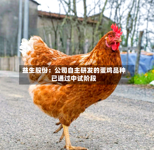 益生股份：公司自主研发的蛋鸡品种已通过中试阶段-第1张图片