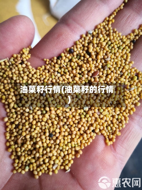 油菜籽行情(油菜籽的行情)-第1张图片